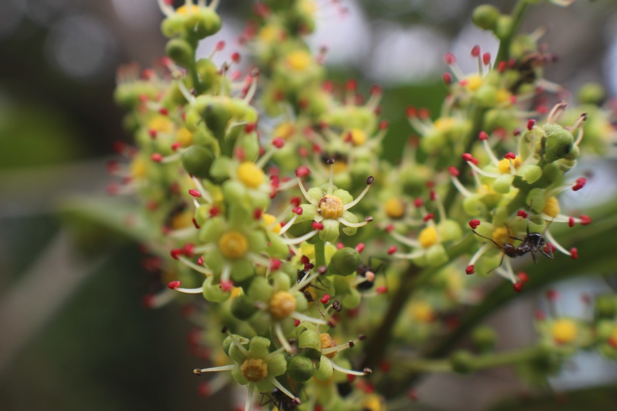 Anacardiaceae